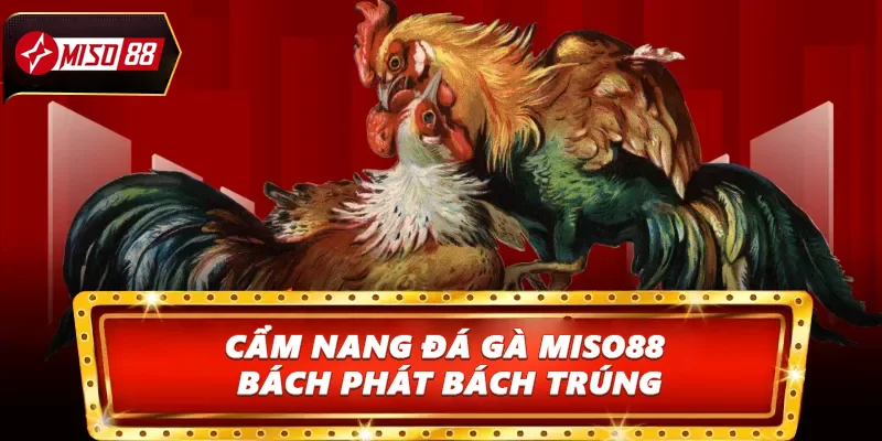 Cẩm nang đá gà Miso88 bách phát bách trúng