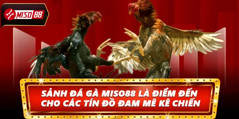 Sảnh đá gà Miso88 là điểm đến lý tưởng cho các tín đồ đam mê kê chiến
